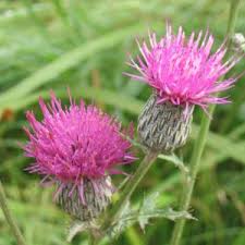 Attēlu rezultāti vaicājumam “Cirsium x rigens flower”