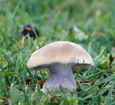 Attēlu rezultāti vaicājumam “Lepista sp.”