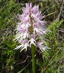 Attēlu rezultāti vaicājumam “Orchis mascula bud”