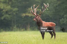 Attēlu rezultāti vaicājumam “Cervus elaphus”