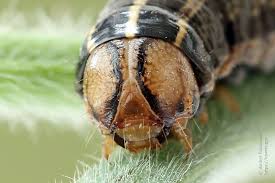 Attēlu rezultāti vaicājumam “Tholera decimalis”