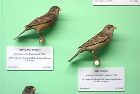 Image result for Emberiza caesia
