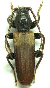 Attēlu rezultāti vaicājumam “Tetropium fuscum”