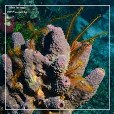 Image result for Mycteroperca venenosa