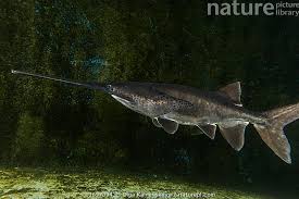 Image result for Polyodon spathula