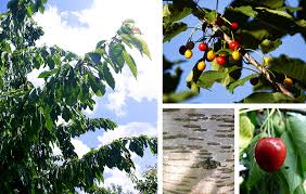 Attēlu rezultāti vaicājumam “Padus avium fruit”