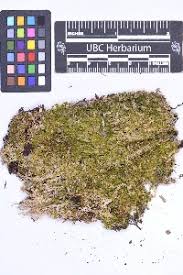 Attēlu rezultāti vaicājumam “Geocalyx graveolens”