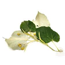 Attēlu rezultāti vaicājumam “Tilia tomentosa fruit”