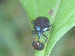Attēlu rezultāti vaicājumam “Zicrona caerulea nymph”