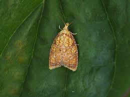 Attēlu rezultāti vaicājumam “Acleris bergmanniana”