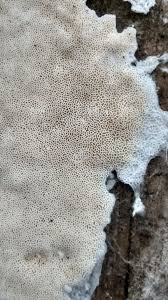 Attēlu rezultāti vaicājumam “Ceriporia”