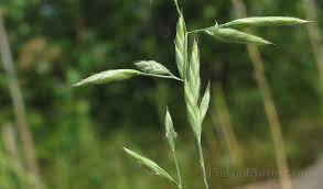 Attēlu rezultāti vaicājumam “Festuca arenaria”