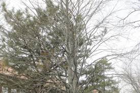 Attēlu rezultāti vaicājumam “Fagus sylvatica fo. purpurea”