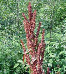 Attēlu rezultāti vaicājumam “Rumex obtusifolius flower”