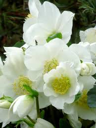 Image result for Christrose