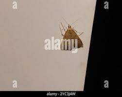 Attēlu rezultāti vaicājumam “Udea fulvalis”