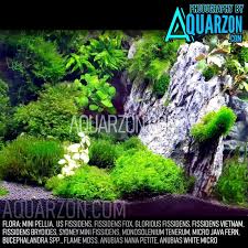 Attēlu rezultāti vaicājumam “Fissidens arnoldii macro”