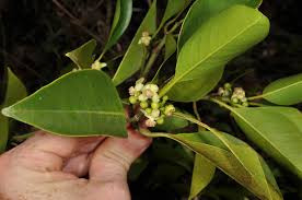 Attēlu rezultāti vaicājumam “Clusiaceae”