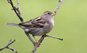 Image result for Passer hispaniolensis