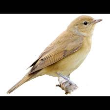 Attēlu rezultāti vaicājumam “Sylvia borin nest”