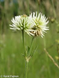 Attēlu rezultāti vaicājumam “Trifolium montanum fruit”