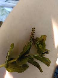 Attēlu rezultāti vaicājumam “Potamogeton perfoliatus flower”