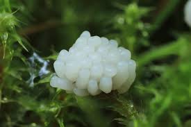 Attēlu rezultāti vaicājumam “Lignydium muscorum macro”