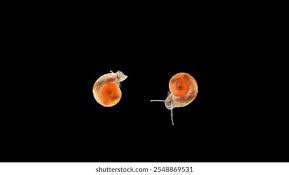 Attēlu rezultāti vaicājumam “Planorbis planorbis”