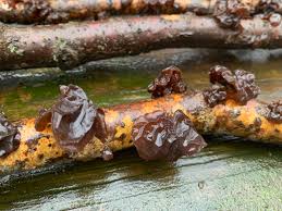 Attēlu rezultāti vaicājumam “Exidia recisa”