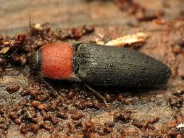 Attēlu rezultāti vaicājumam “Ampedus sp.”