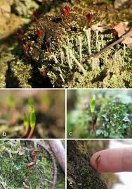 Attēlu rezultāti vaicājumam “Buxbaumia aphylla sporophyte”