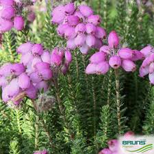 Attēlu rezultāti vaicājumam “Erica tetralix”