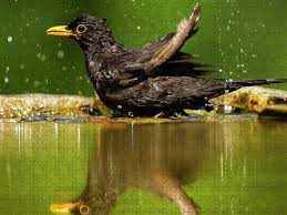 Attēlu rezultāti vaicājumam “Turdus merula”