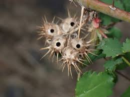 Attēlu rezultāti vaicājumam “Diplolepis bicolor”