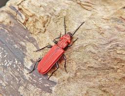 Attēlu rezultāti vaicājumam “Cucujus cinnaberinus”
