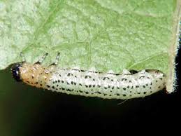 Attēlu rezultāti vaicājumam “Nematus salicis”