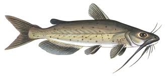 Image result for Microgadus tomcod