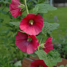 Attēlu rezultāti vaicājumam “Alcea rosea flower”
