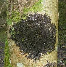 Attēlu rezultāti vaicājumam “Frullania fragilifolia”