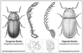 Attēlu rezultāti vaicājumam “Ptinus sp. male”