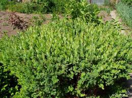 Attēlu rezultāti vaicājumam “Salix myrtilloides”