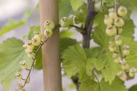 Attēlu rezultāti vaicājumam “Ribes rubrum leaf”