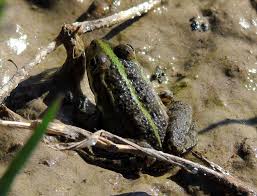 Attēlu rezultāti vaicājumam “Pelophylax”