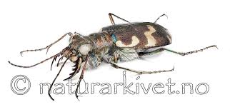 Attēlu rezultāti vaicājumam “Cicindela maritima”