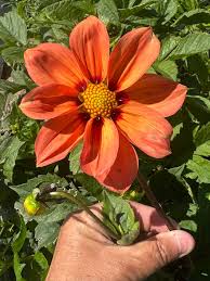 Image result for Dahlia `Red Skin`