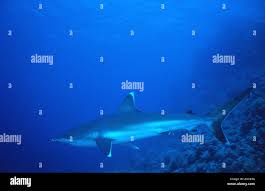 Image result for Carcharhinus albimarginatus