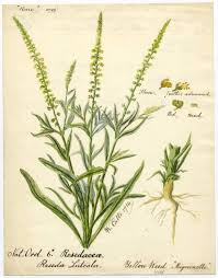 Image result for Reseda luteola