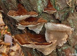 Attēlu rezultāti vaicājumam “Ischnoderma benzoinum”