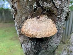 Attēlu rezultāti vaicājumam “Aurantiporus fissilis”