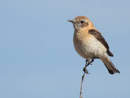 Image result for Oenanthe hispanica